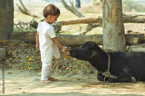 An indian village boy playing with calf photo