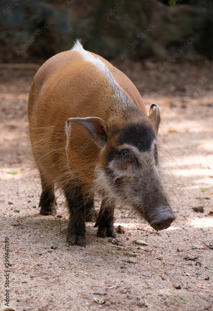 Red river hog (Potamochoerus porcus) Red river hog (Potamochoerus porcus)