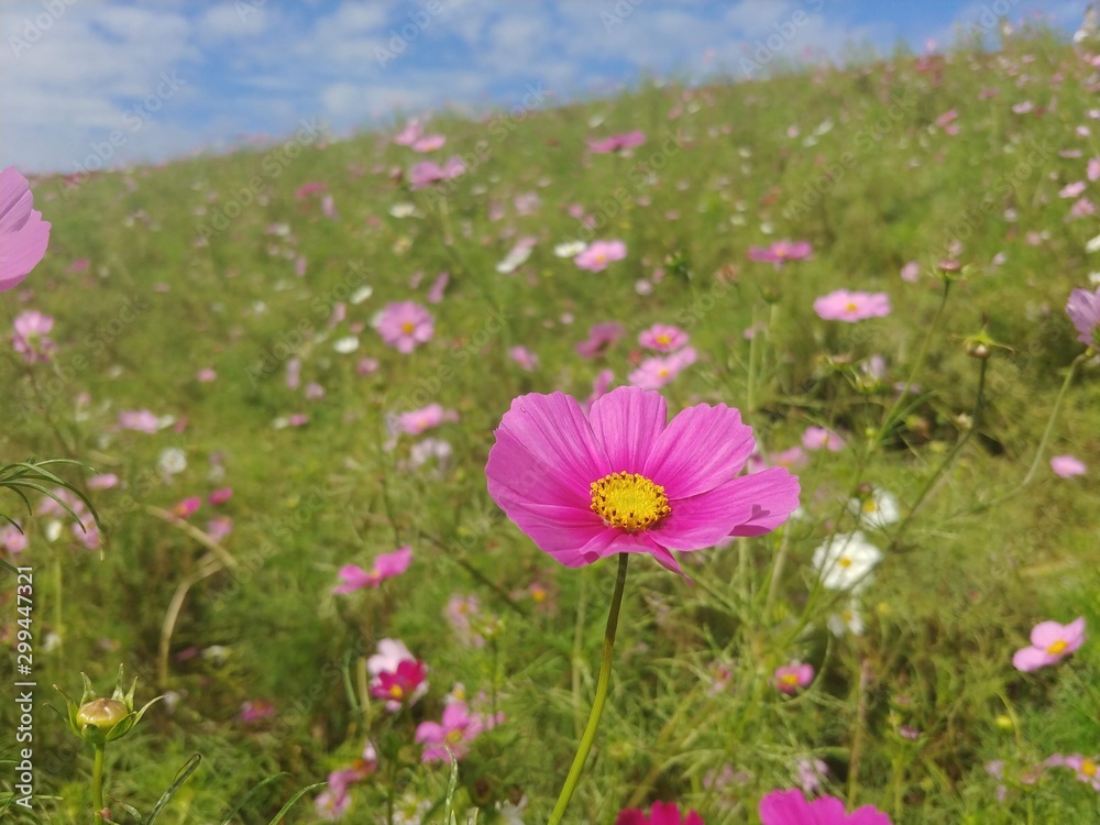 flowers in a field