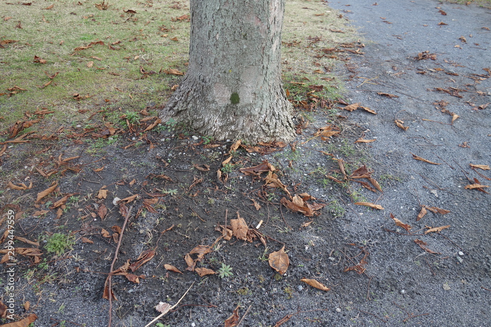 Obraz premium 10月の落ち葉と木