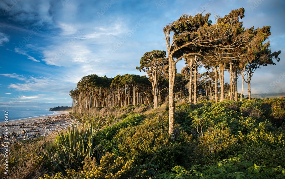 Fototapeta Breathtaking shot of New Zealand  South Island West Coast with immense trees next to the seashore