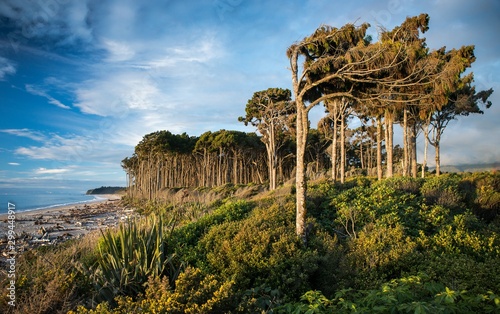 Fotografie Breathtaking shot of New Zealand  South Island West Coast with immense trees nex