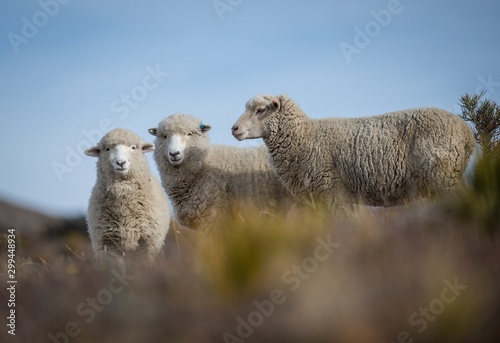 Low angle closeup shot of three beautiful Merino Sheep on a blurred background photo