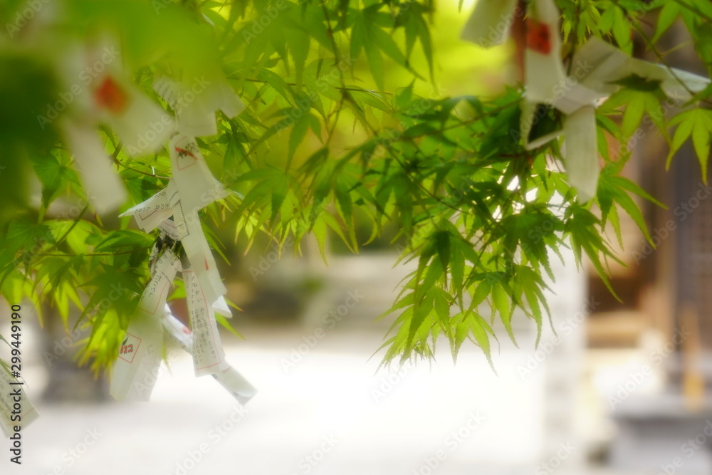 Fototapeta premium 神社