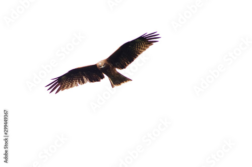 black kite in flight © Matthewadobe