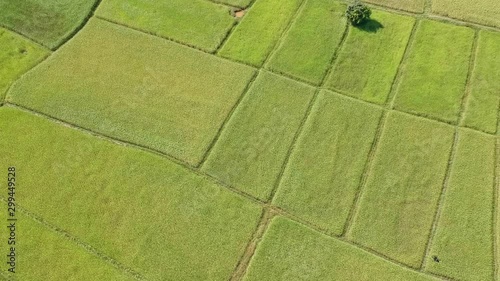 Aerial drone video of green rice fields before harvesting.