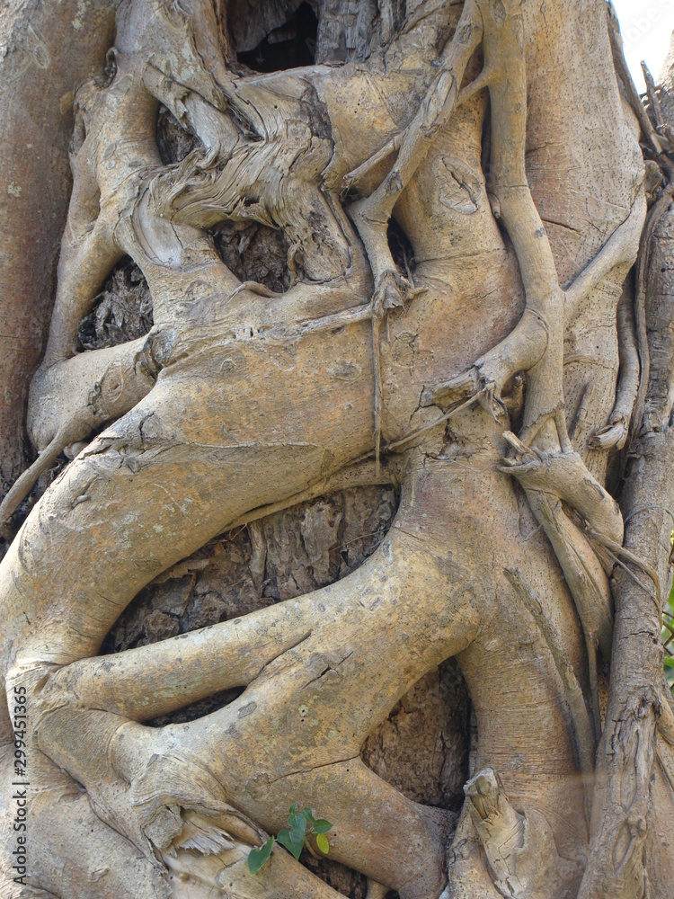 roots of bansai tree in  a park