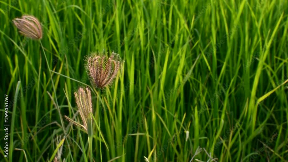 a field of tall green grass with three brown, spiky seed pods in the foreground. a field of tall green grass with three brown, spiky seed pods in the foreground.