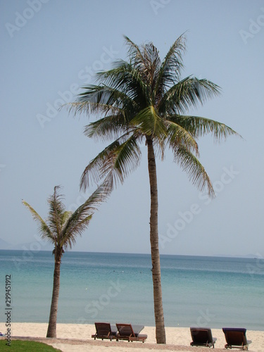 Palm trees on the beach © Katsiaryna