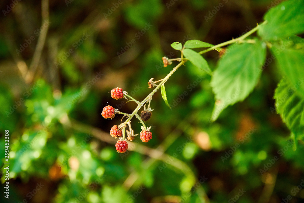 Branche de roncier et ses petites baies sauvages, encore rouges, dans les bois Branche de roncier et ses petites baies sauvages, encore rouges, dans les bois