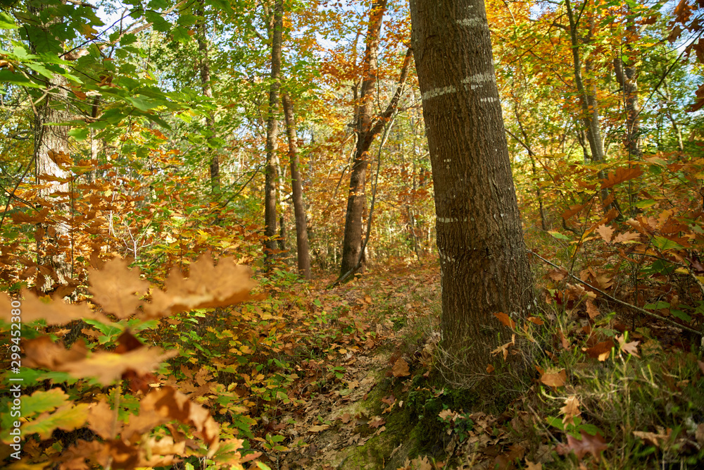 Vision automnale dans les bois Vision automnale dans les bois
