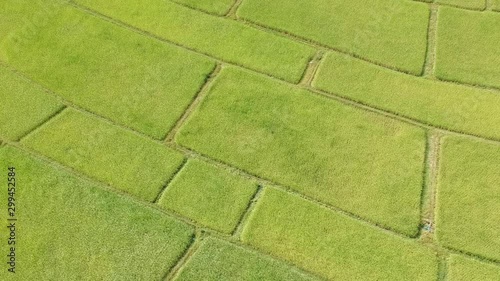 Aerial drone video of green rice fields before harvesting.