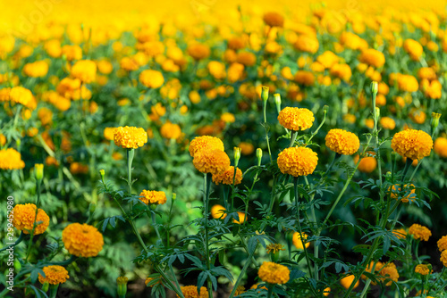 Marigolds shades of yellow and orange, Floral background (Tagetes erecta, Mexican marigold, Aztec marigold, African marigold).