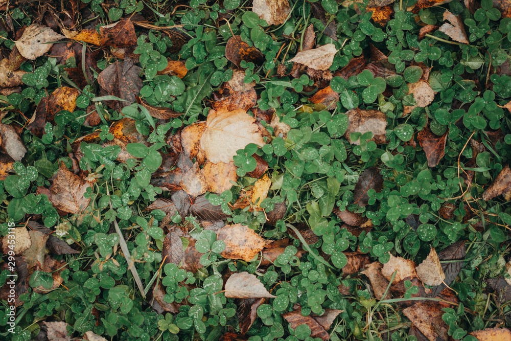 Autumn foliage after a hot summer. Nature, forest, autumn. Autumn foliage after a hot summer. Nature, forest, autumn.