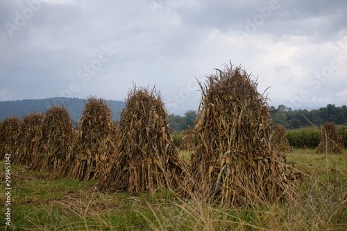 Acomodo de maíz segado para la cosecha