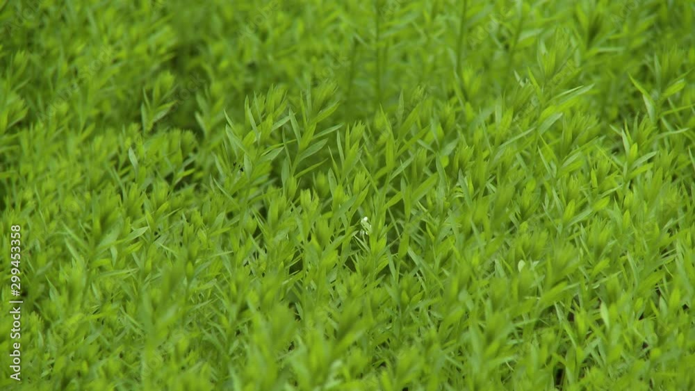 Close up of a field of bright green grass that fills the entire view Close up of a field of bright green grass that fills the entire view