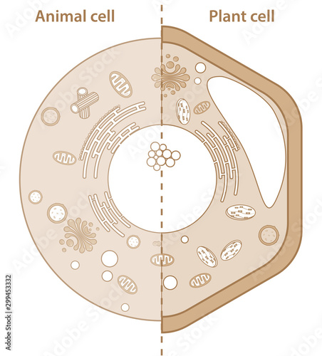 Comparison between plant and animal cells showing different organelles. High resolution eukaryotic cell illustration photo