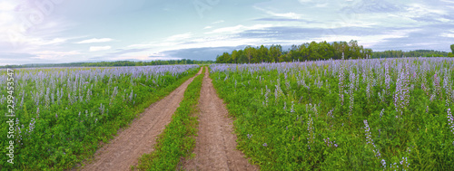 road in the field