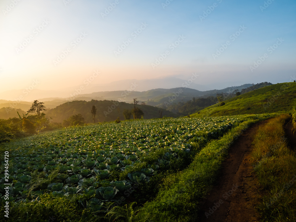 Cabbage is planted at the foot of the hill