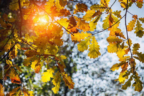Yellow oak leaves glow in the sun on a warm autumn day. Oak branches close-up. Natural backgrounds, Wallpaper.
