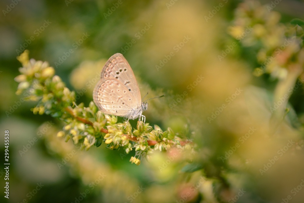 Close-up of a butterfly on flower Close-up of a butterfly on flower