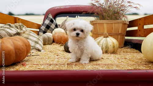 White puppy on hay truck