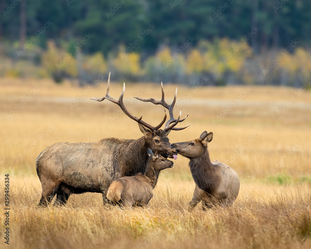 Elk in the Rocky Mountains Elk in the Rocky Mountains