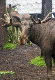 moose in the Novosibirsk zoo