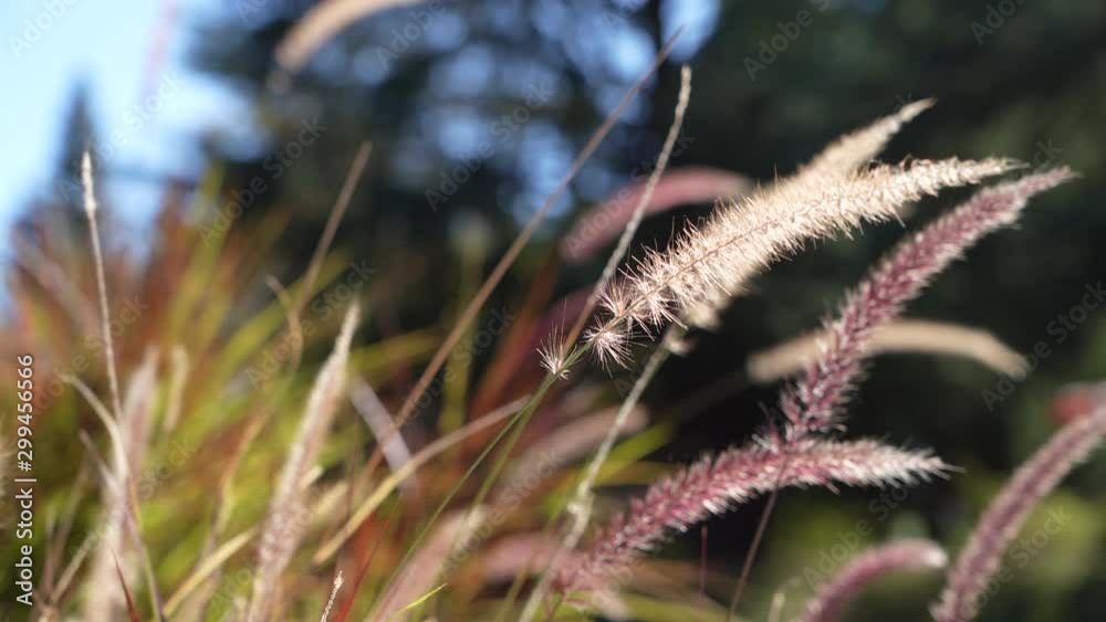 Fountain grass gently blowing in the breeze. Fountain grass gently blowing in the breeze.