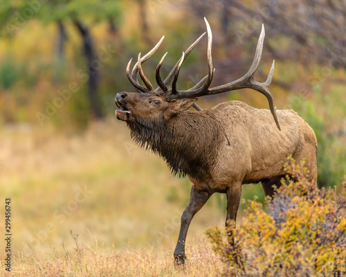 Elk in the Rocky Mountains