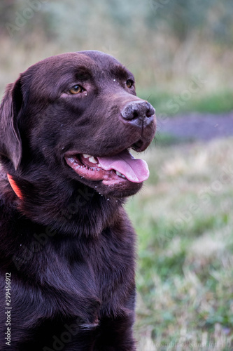  
chocolate labrador retriever