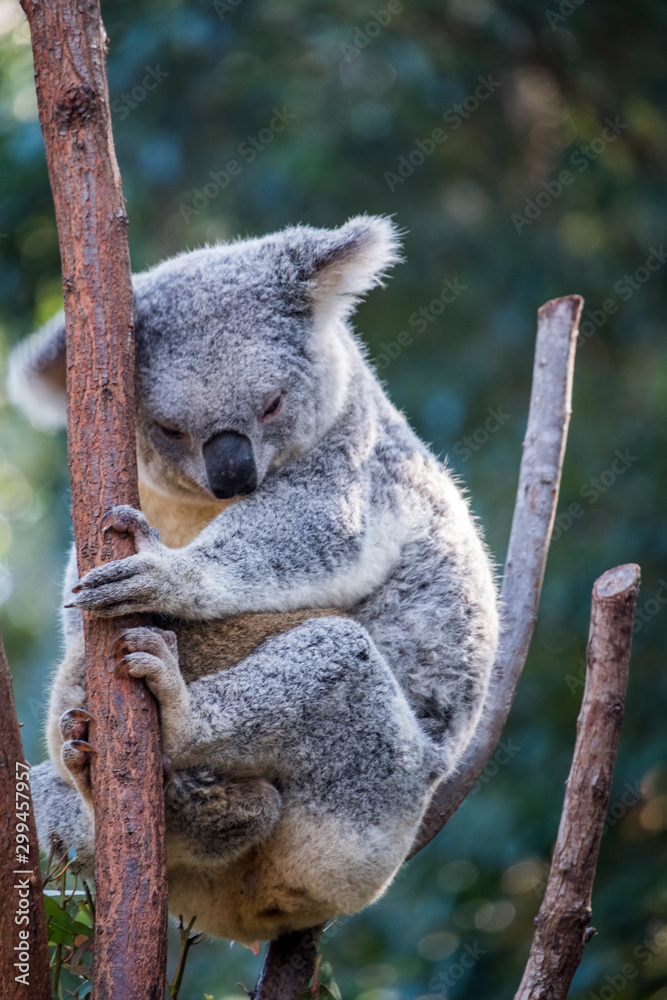 Fototapeta premium Koala sitting in a branch in a zoo in Queensland