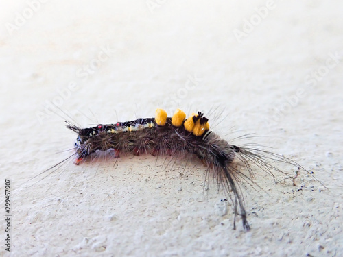 The brown hairy caterpillar has three yellow spots on the wall.