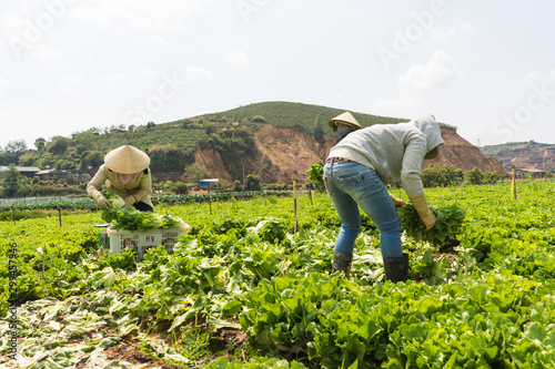 unknown farmers harvesting the sallad , no face