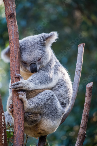 Fototapeta Naklejka Na Ścianę i Meble -  Koala sitting in a branch in a zoo in Queensland 