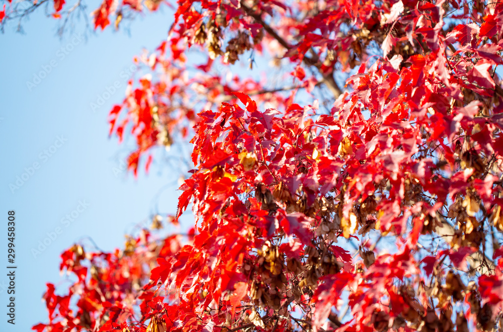 autumn branches with leaves on a blue sky background. Beautiful Autumn Background. natural texture autumn branches with leaves on a blue sky background. Beautiful Autumn Background. natural texture