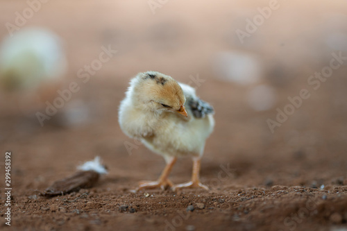 The little chicken find food on the ground © thanarak