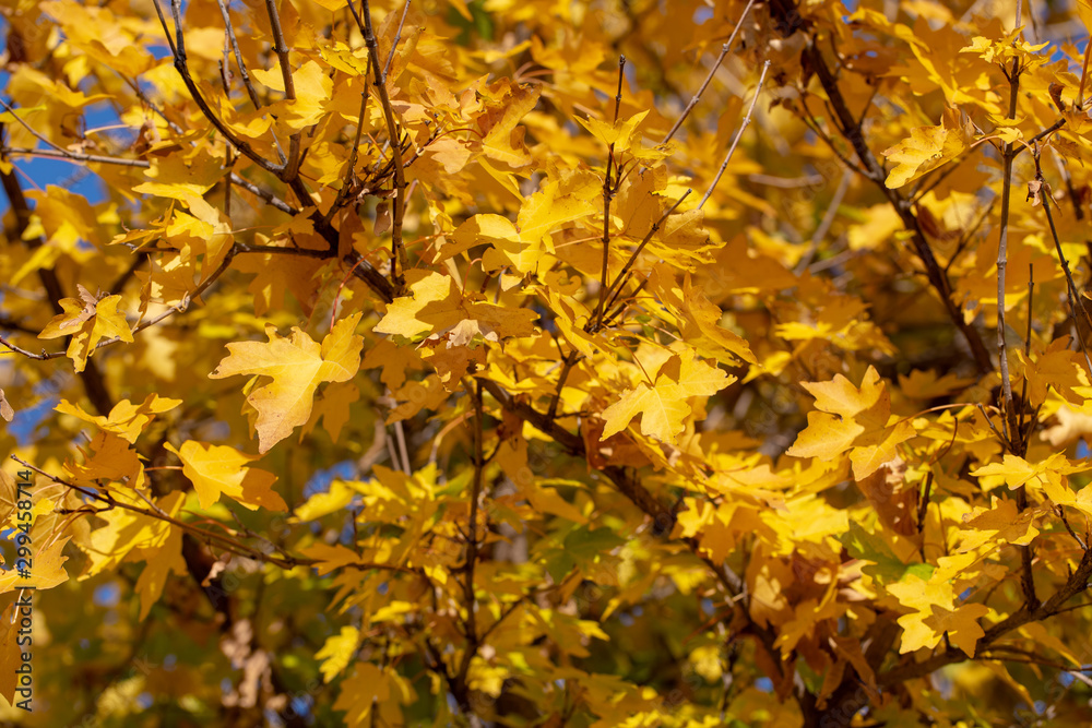 Autumn leaves are red yellow and green. Beautiful Autumn Background. Autumn leaves are red yellow and green. Beautiful Autumn Background.