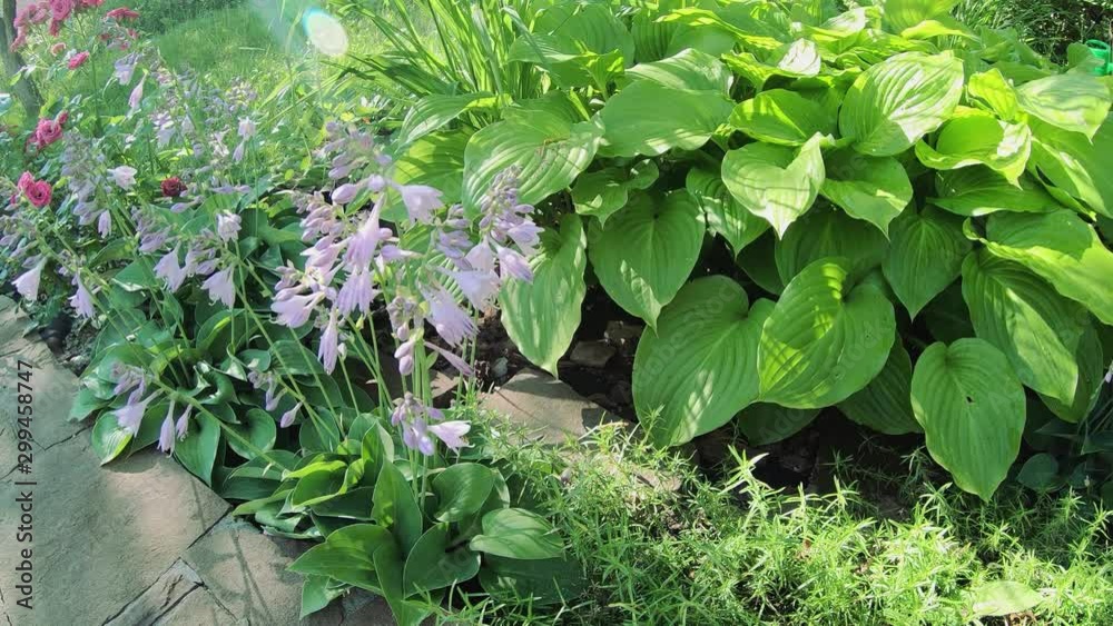 Green leaves hosta sway in the wind in the early morning. Beautiful composition in the garden from different varieties of hosts. Green leaves hosta sway in the wind in the early morning. Beautiful composition in the garden from different varieties of hosts.
