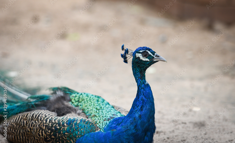 Beautiful of male peacock in great metalic colors - Close up of head Peacock peafowl Beautiful of male peacock in great metalic colors - Close up of head Peacock peafowl