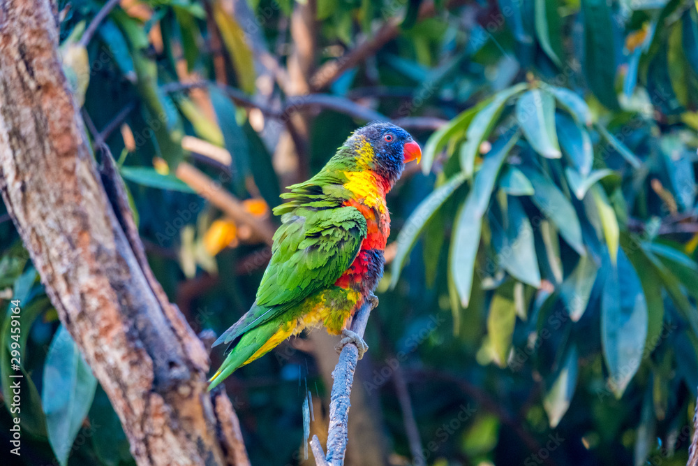 Rainbow lorikeet sitting on a branch in a Zoo in Queensland