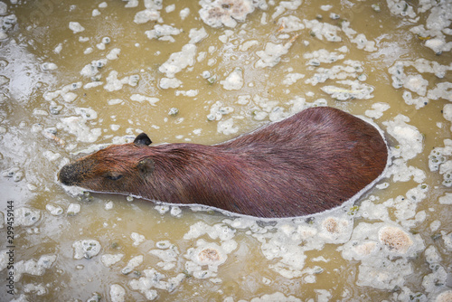 Hydrochaeris hydrochaeris - Capybara floating water swamp in the national park photo