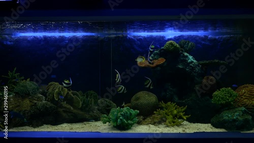Beautiful fish in the aquarium on decoration  of aquatic plants background.