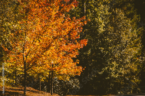 Fototapeta Naklejka Na Ścianę i Meble -  Fall Foliage