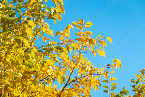 autumn background. yellow leaves on a background of blue sky. natural background