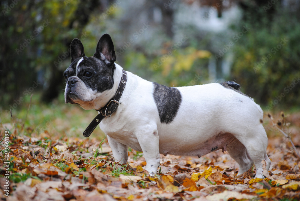 french bulldog in the autumn park french bulldog in the autumn park