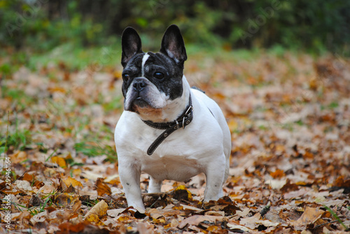 french bulldog in the autumn park 
