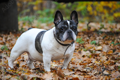 french bulldog in the autumn park 