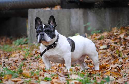french bulldog in the autumn park 