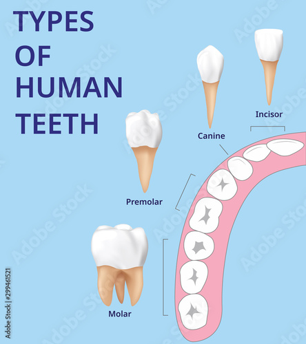 Types of Human Teeth, Human bone anatomy, Realistic vector.